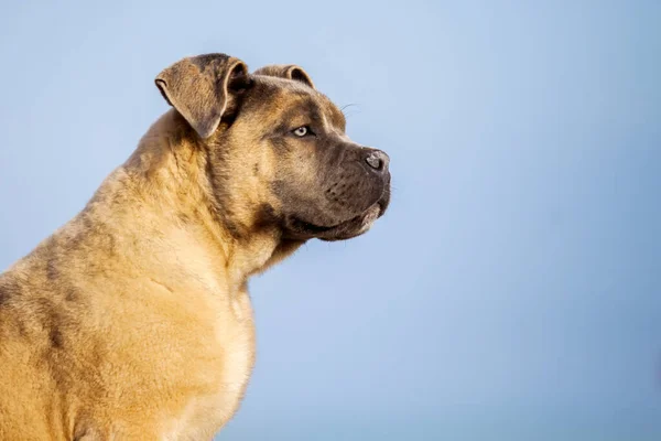 Włoski Pies Cane Corso Plenerze — Zdjęcie stockowe