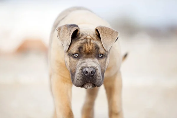 Talyan Cane Corso Köpeği Açık Havada — Stok fotoğraf