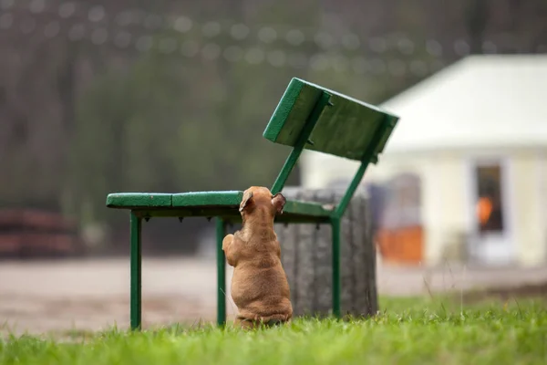 Lindo Francés Bulldog Tiro Aire Libre — Foto de Stock