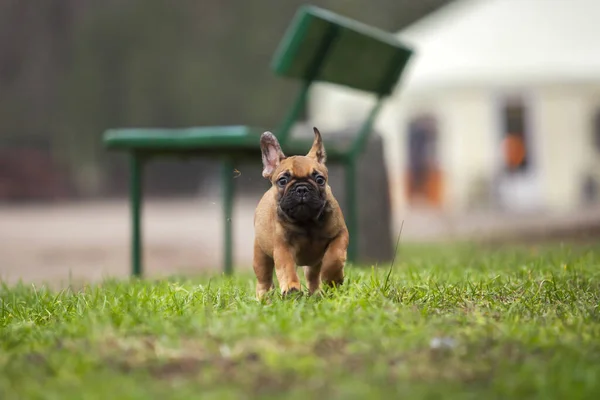 Lindo Francés Bulldog Tiro Aire Libre — Foto de Stock