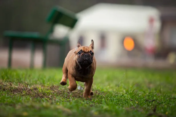 Lindo Francés Bulldog Tiro Aire Libre —  Fotos de Stock