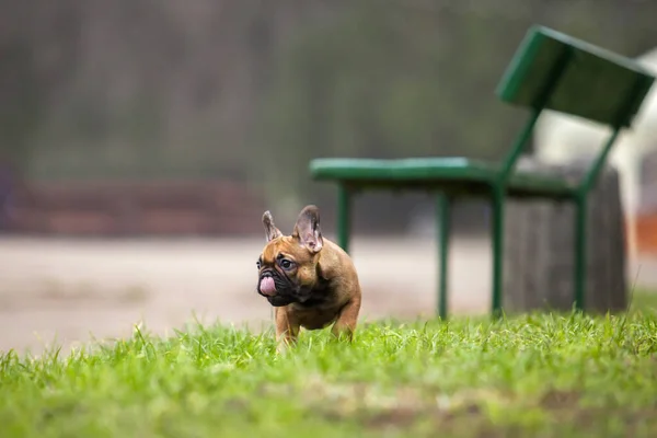 Tatlı Fransız Bulldog Açık Hava Çekimi — Stok fotoğraf