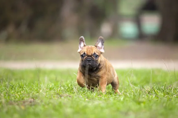 Cute Francuski Bulldog Strzał Świeżym Powietrzu — Zdjęcie stockowe