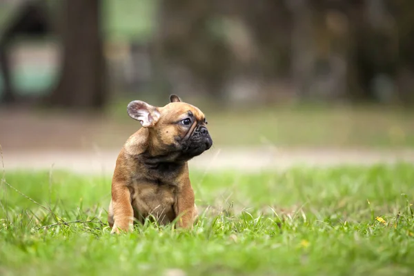 Cute Francuski Bulldog Strzał Świeżym Powietrzu — Zdjęcie stockowe