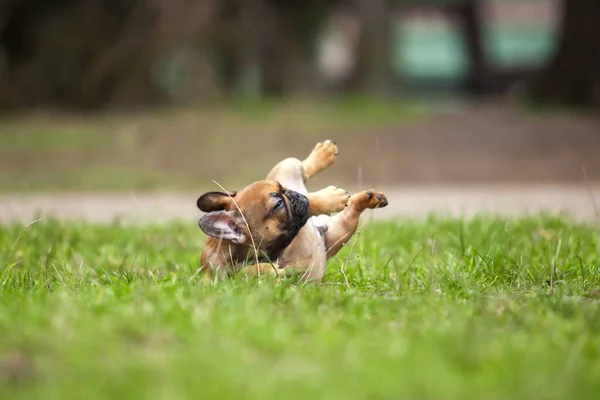 Lindo Francés Bulldog Tiro Aire Libre — Foto de Stock