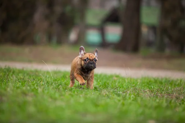 Cute Francuski Bulldog Strzał Świeżym Powietrzu — Zdjęcie stockowe