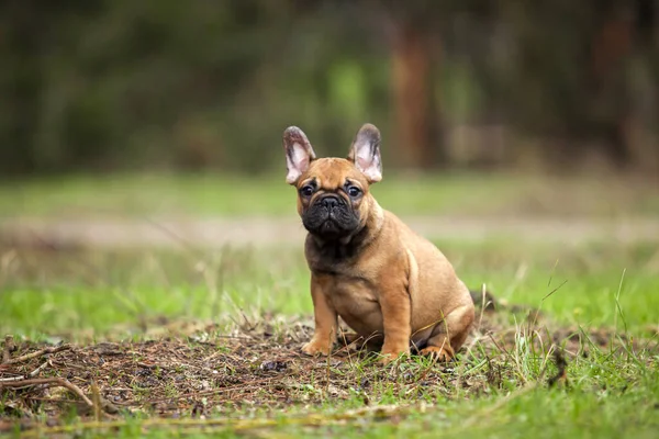 Tatlı Fransız Bulldog Açık Hava Çekimi — Stok fotoğraf