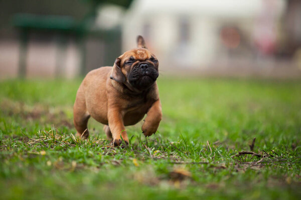 Cute French Bulldog outdoor shot