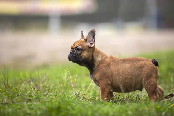 Bonito Francês Bulldog Tiro Livre — Fotografia de Stock