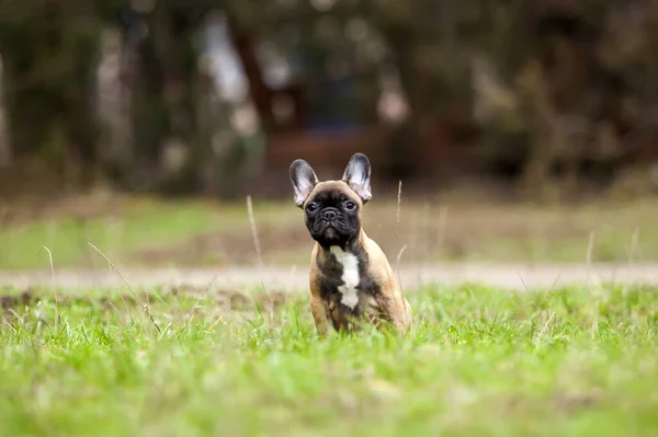 可爱的法国斗牛犬户外射击 — 图库照片