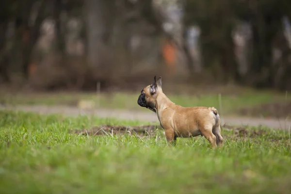 Tatlı Fransız Bulldog Açık Hava Çekimi — Stok fotoğraf