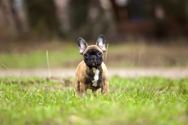 Cute Francuski Bulldog Strzał Świeżym Powietrzu — Zdjęcie stockowe