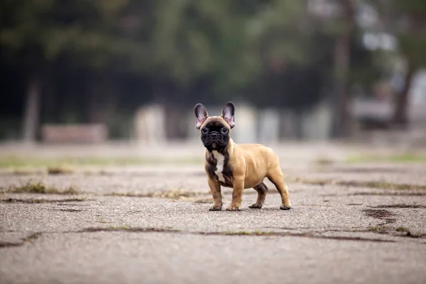 Tatlı Fransız Bulldog Açık Hava Çekimi — Stok fotoğraf