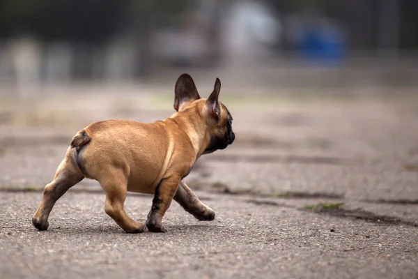 Cute French Bulldog Outdoor Shot — Stock Photo, Image