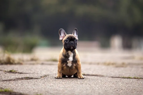 Lindo Francés Bulldog Tiro Aire Libre — Foto de Stock