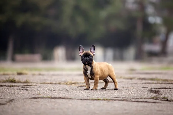 Cute French Bulldog Outdoor Shot — Stock Photo, Image