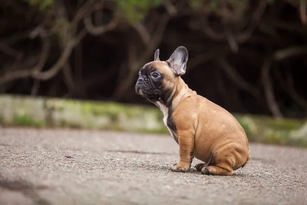 Lindo Francés Bulldog Tiro Aire Libre — Foto de Stock