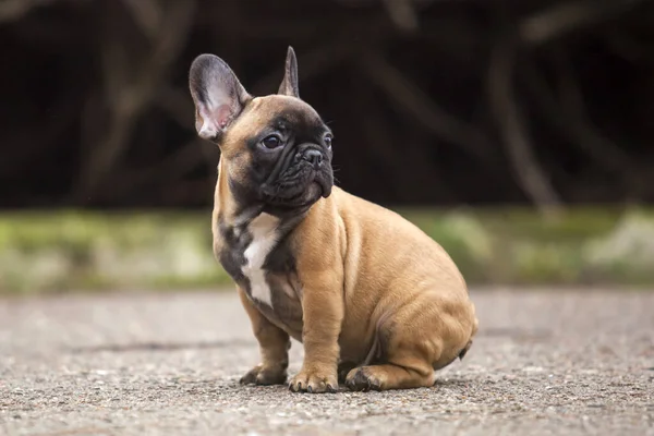 Cute Francuski Bulldog Strzał Świeżym Powietrzu — Zdjęcie stockowe