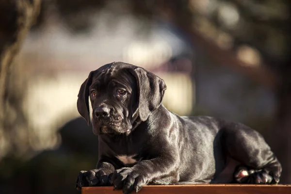 Ritratto Ravvicinato Cane Corso Cucciolo — Foto Stock