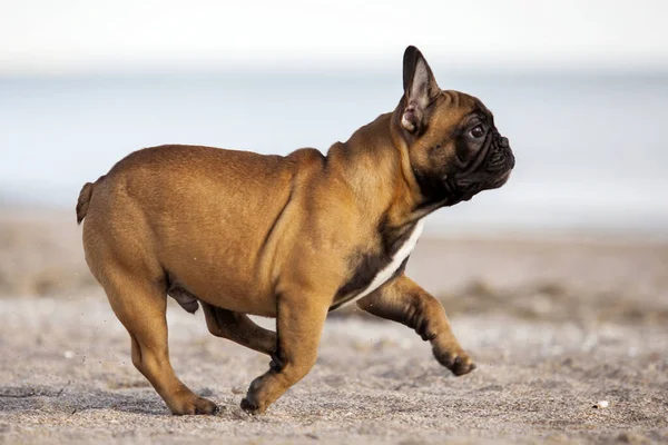 Niedliche Französische Bulldogge Auf Dem Meer — Stockfoto