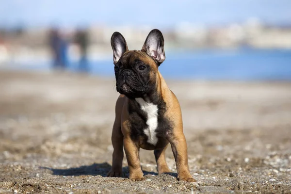 Lindo Bulldog Francés Mar —  Fotos de Stock