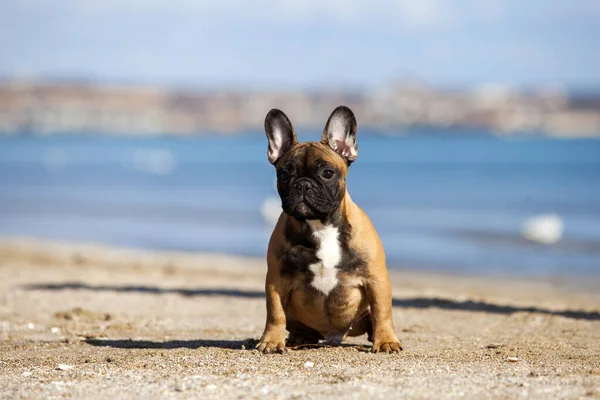 Söt Fransk Bulldogg Havet — Stockfoto