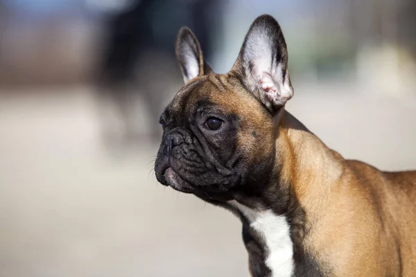 Aranyos Francia Bulldog Tengeren — Stock Fotó