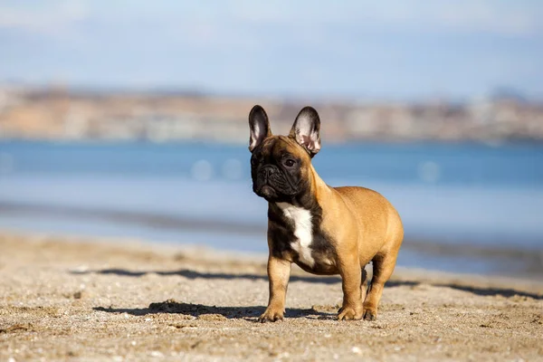 Lindo Bulldog Francés Mar —  Fotos de Stock