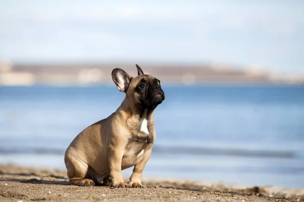 Söt Fransk Bulldogg Havet — Stockfoto