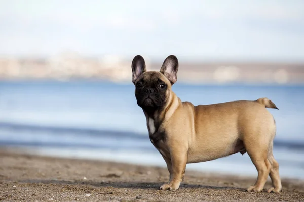 Lindo Bulldog Francés Mar — Foto de Stock