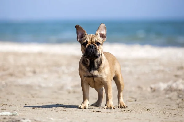 Cute French Bulldog Sea — Stock Photo, Image