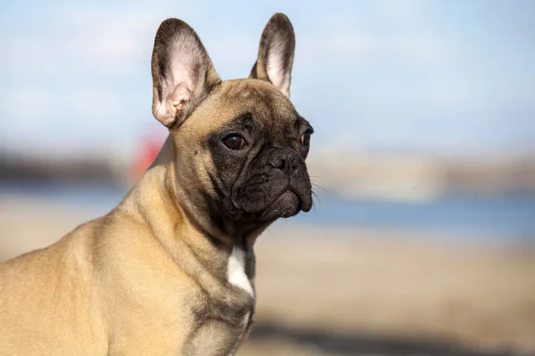 Denizdeki sevimli Fransız buldoğu.