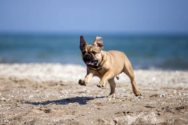 Niedliche Französische Bulldogge Auf Dem Meer — Stockfoto