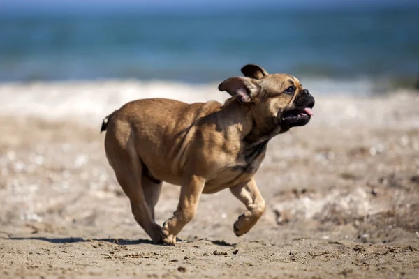 Niedliche Französische Bulldogge Auf Dem Meer — Stockfoto