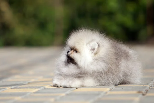 Divertido Pomeranian Spitz Cachorro Camino —  Fotos de Stock
