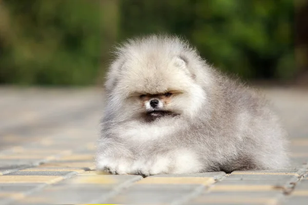 Divertido Pomeranian Spitz Cachorro Camino —  Fotos de Stock