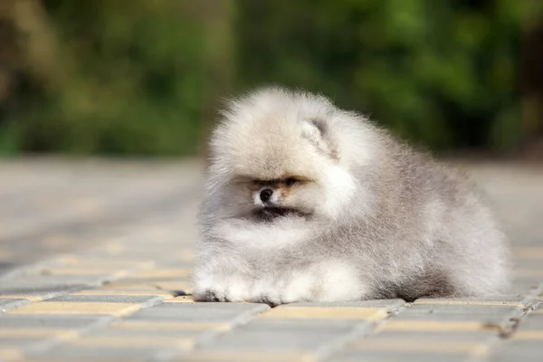 Αστείο Pomeranian Σπιτζ Κουτάβι Στο Δρόμο — Φωτογραφία Αρχείου