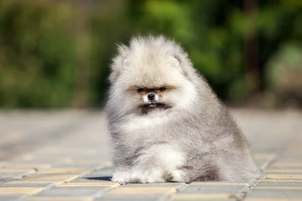 Divertente Pomerania Spitz Cucciolo Sulla Strada — Foto Stock