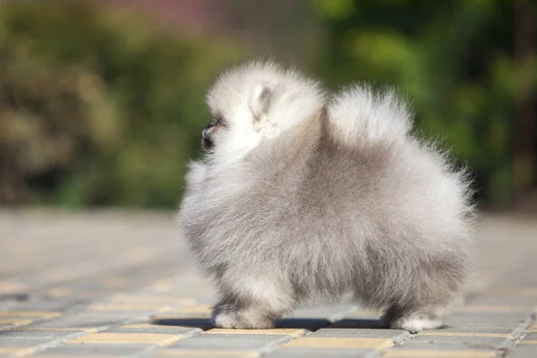 Vicces Pomerániai Köpködős Kiskutya Úton — Stock Fotó