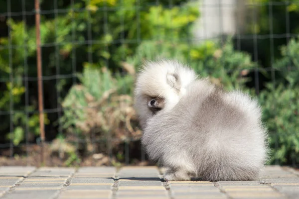 Divertido Pomeranian Spitz Cachorro Camino —  Fotos de Stock