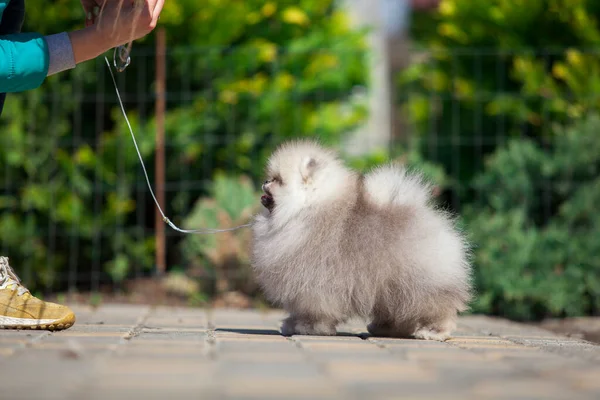 Śmieszne Pomeranian Spitz Szczeniak Drodze — Zdjęcie stockowe
