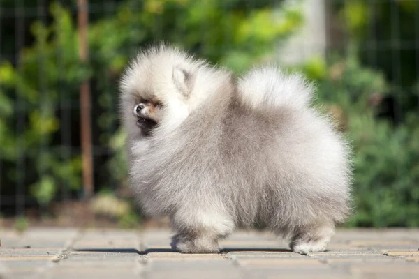 Divertido Pomeranian Spitz Cachorro Camino — Foto de Stock