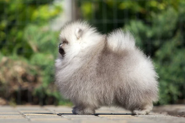 Śmieszne Pomeranian Spitz Szczeniak Drodze — Zdjęcie stockowe