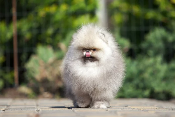 Śmieszne Pomeranian Spitz Szczeniak Drodze — Zdjęcie stockowe