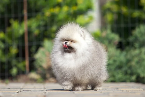 Grappig Pomeranian Spitz Puppy Weg — Stockfoto