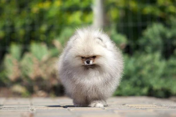 Engraçado Pomeranian Spitz Cachorro Estrada — Fotografia de Stock