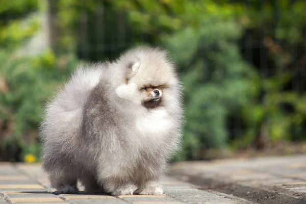 Divertido Pomeranian Spitz Cachorro Camino —  Fotos de Stock