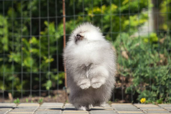 Engraçado Pomeranian Spitz Cachorro Estrada — Fotografia de Stock