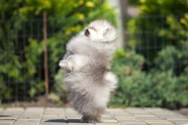 Engraçado Pomeranian Spitz Cachorro Estrada — Fotografia de Stock