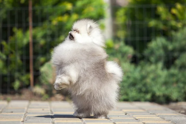 Śmieszne Pomeranian Spitz Szczeniak Drodze — Zdjęcie stockowe